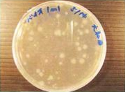 バイオ活性水透明液に生存している酵母菌・乳酸菌他有用微生物群のコロニーの写真