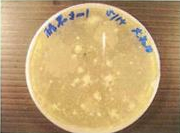 バイオ活性水液に生存している酵母菌・乳酸菌他有用微生物群のコロニーの写真