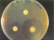 蛍光菌実験写真