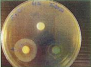 黄色ブドウ球菌に対する介護用消臭液の抗菌試験